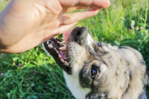 Animal Attack Injury Lawyer in Los Angeles | Free Consultations 24/7 Los angeles animal attack injury lawyer