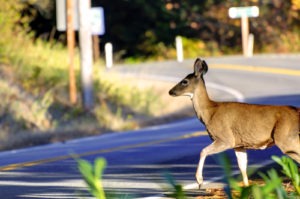 Injury Lawyer For Accidents Caused By an Animal Crossing the Street in Los Angeles, CA