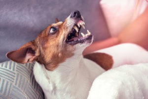 Can a Dog Walker Sue Wag! or Rover for a Dog Bite on the Job?