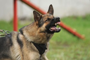 Dog Bite Lawyer in Los Angeles | Free Consultations 24/7 a dog with its teeth bared