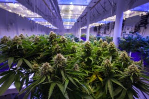 California Marijuana Laws Explained | Simmrin Law Group California Marijuana Laws Explained