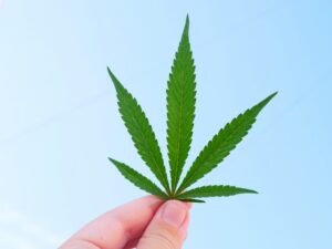Hemp vs. Marijuana’s Difference: 3 Things to Know