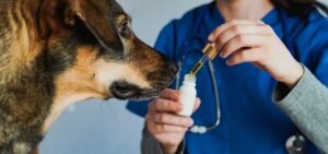 Is CBD for Dogs Legal?